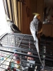 2 young cockatiels with cages and ect.