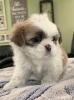Adorable Shih Tzu Puppies for Sale in Danville PA