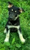 AKC German Shepherd Puppies -- Black/Silver Males