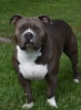 American Bully Stud/Not for sale