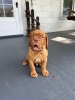 Dogue de Bordeaux “French Mastiff” Puppies