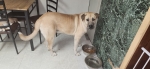 Free 15 mo. old male Great Pyrenees/Great Dane mix