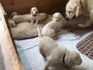 Gorgeous Golden Retriever Puppies Needs a new home!