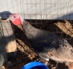 Heritage Bronze Hen Turkey