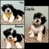 Shichon Puppies-Ready Now!!