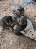Siberian husky puppies